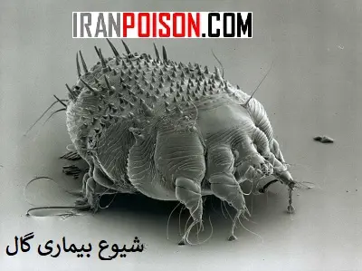 الگوهای شیوع گال- ایران سم