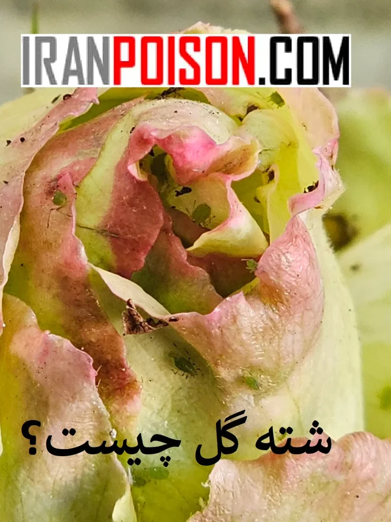 چرخه زندگی شتهها- ایران سم
