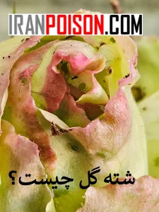 شته گل ها و علائم آلودگی به شته‌ها