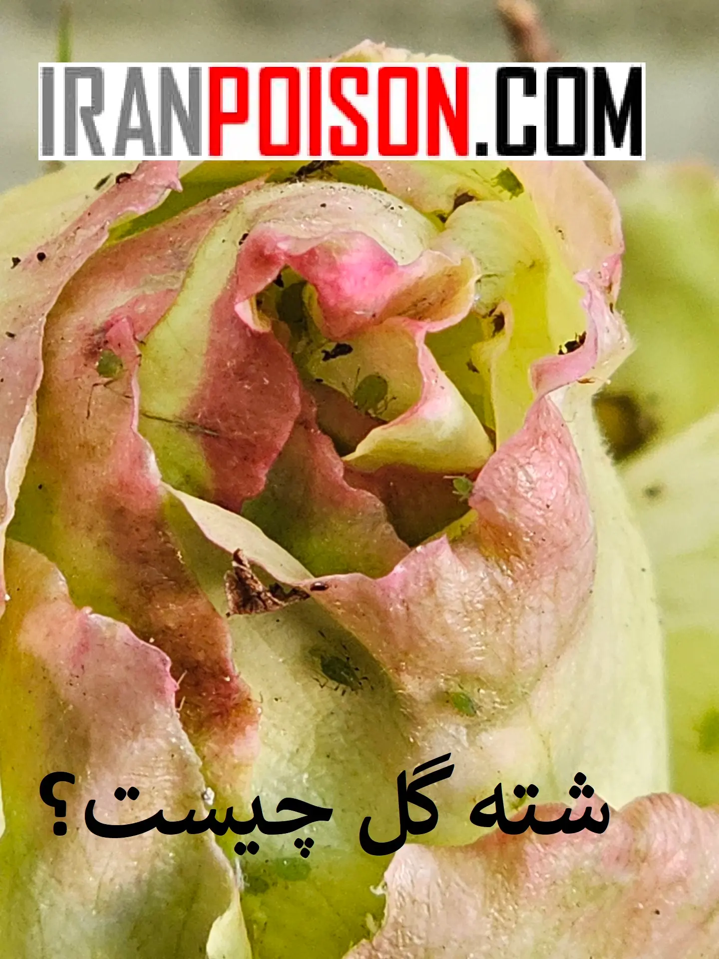 شته گل ها و علائم آلودگی به شتهها