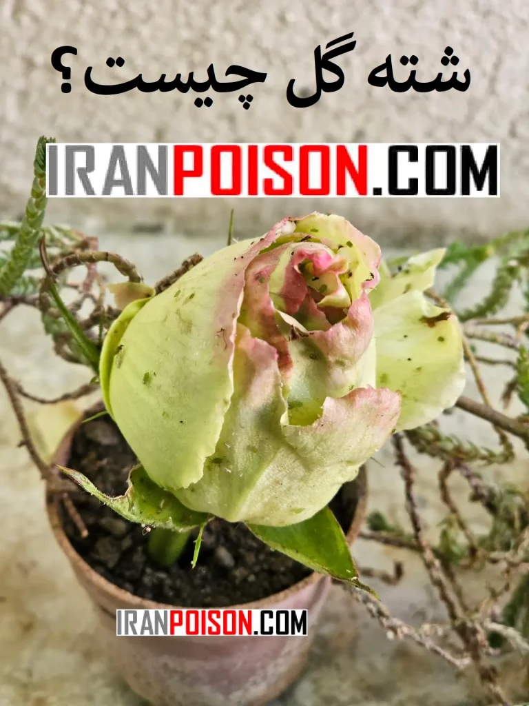 آلودگی به شته چه علائمی دارد؟- ایران سم