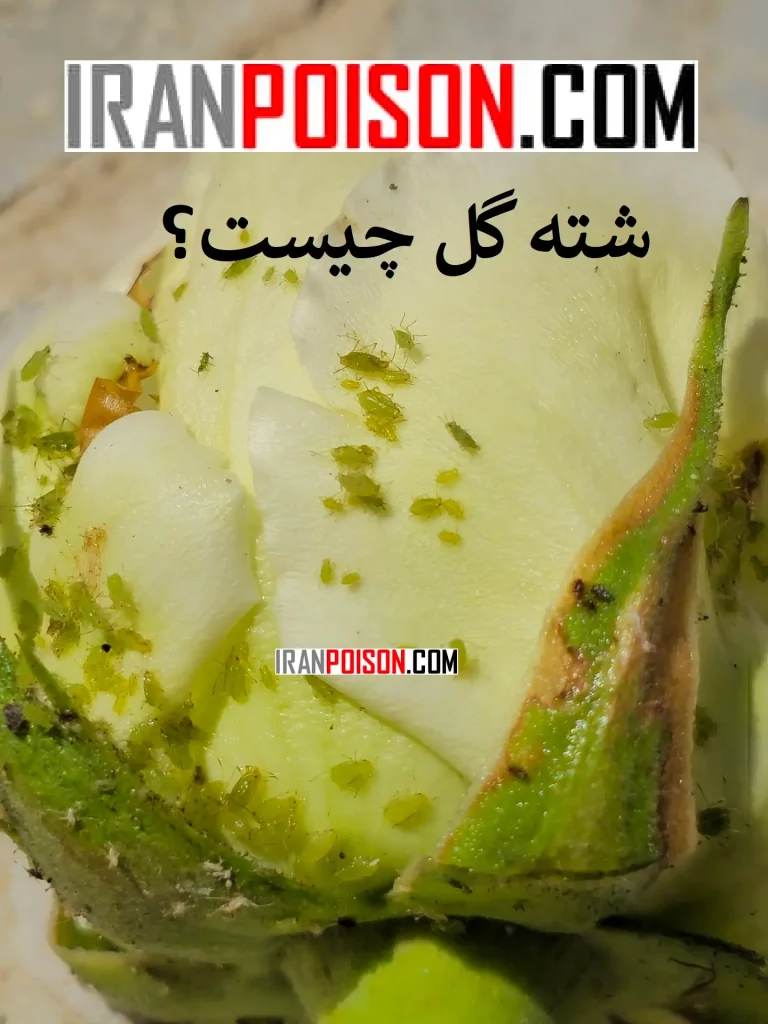 معرفی شتهها- ایران سم