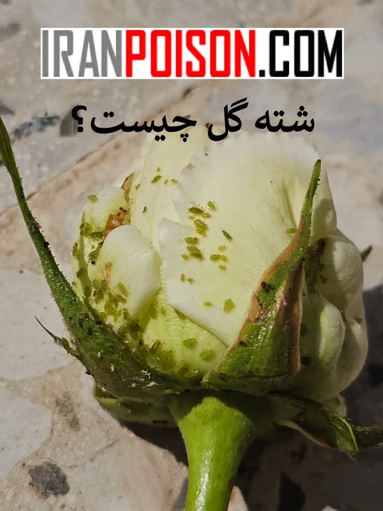 علائم آلودگی شتهها- ایران سم