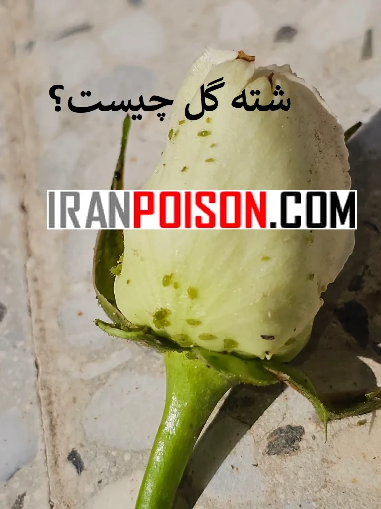 انواع شته گل - ایران سم