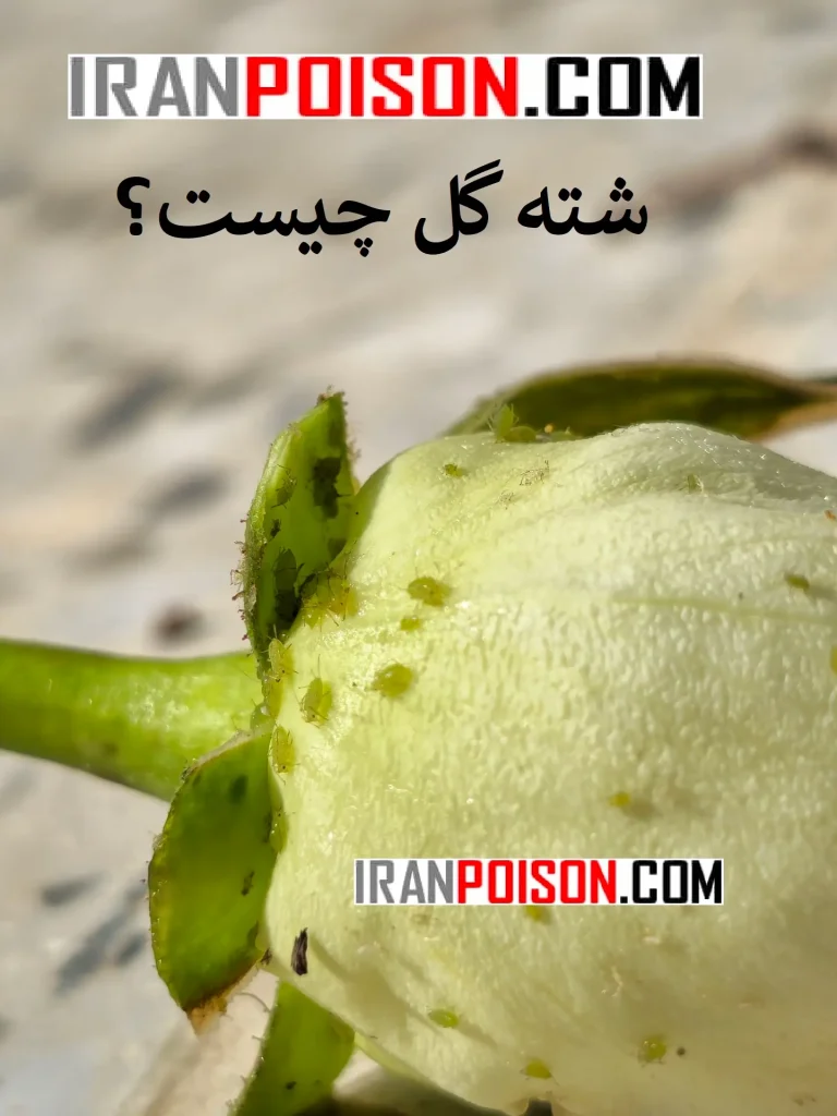 سموم آفتان گل مثل شته- ایران سم
