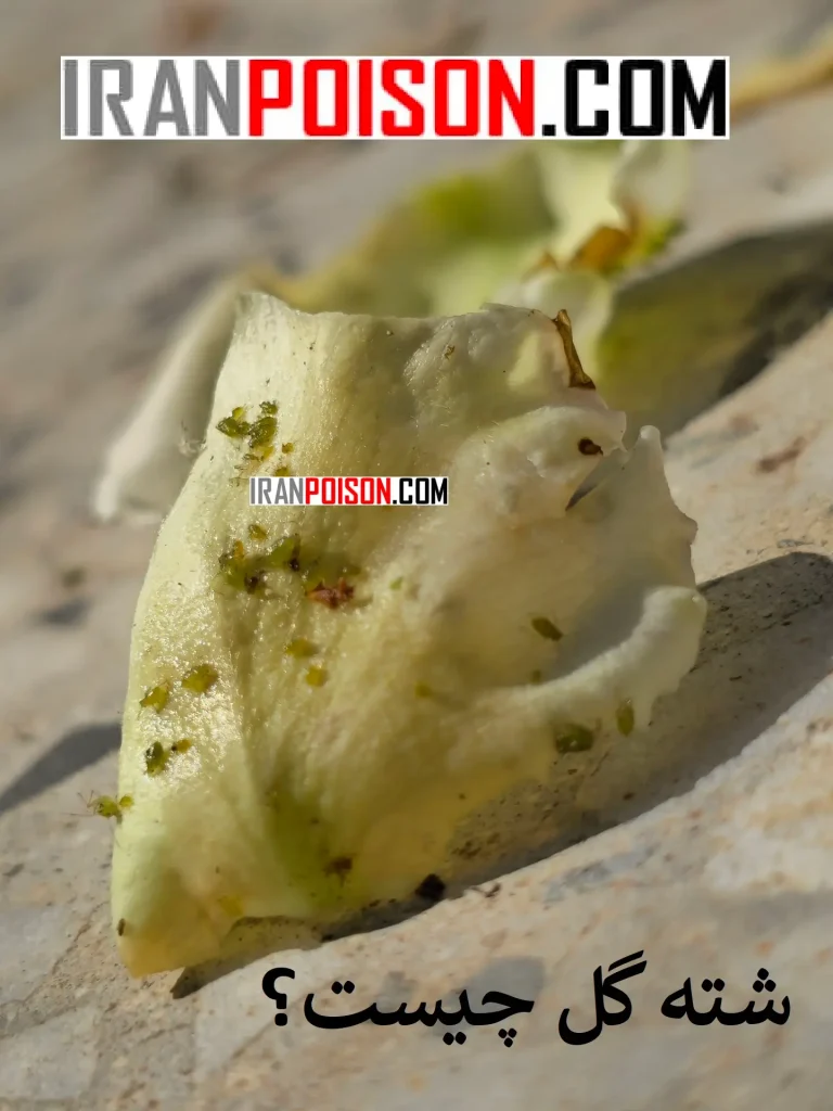 نکات مهم در استفاده از سموم شته- دایران سم