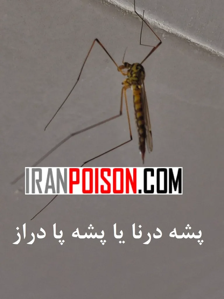 چگونه از پشه درنا جلوگیری بکنیم؟- ایران سم