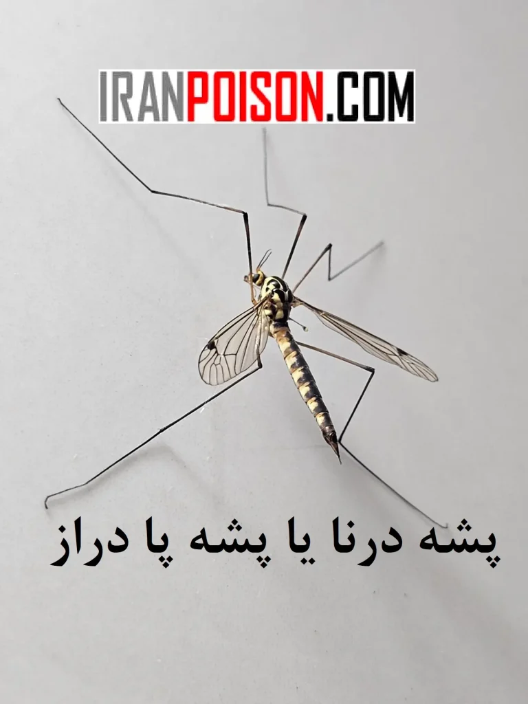 زیست‌شناسی و پراکنش پشه درنا- ایران سم