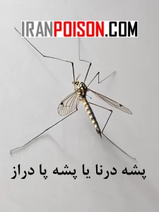 پشه درنا یا پشه پا دراز | رفتار و تغذیه پشه درنا