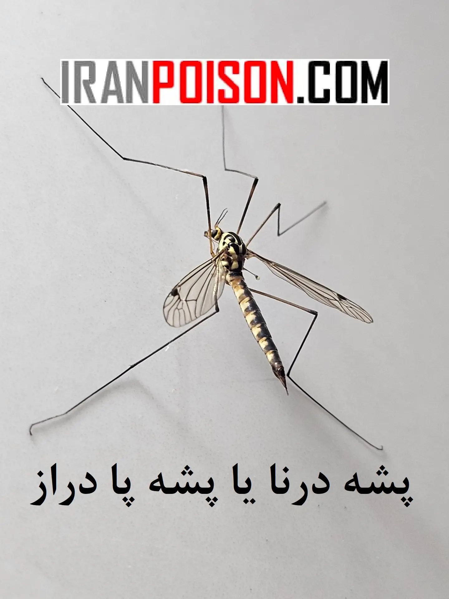 پشه درنا یا پشه پا دراز | رفتار و تغذیه پشه درنا