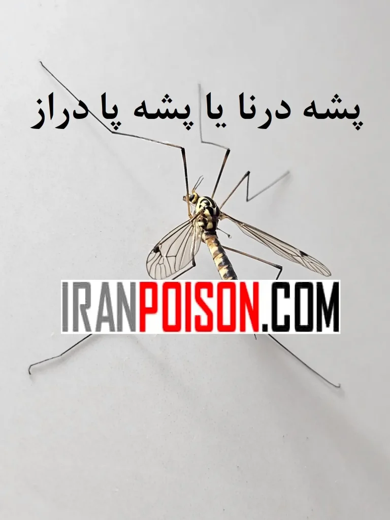 چرخه زندگی پشه درنا- ایران سم