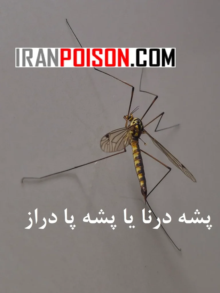 رفتار و تغذیه پشه درنا- ایران سم