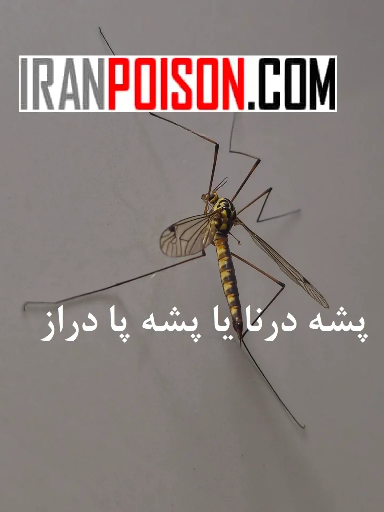 معرفی قویترین سم پشه- ایران سم