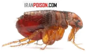 دفع کک از خانه سگ