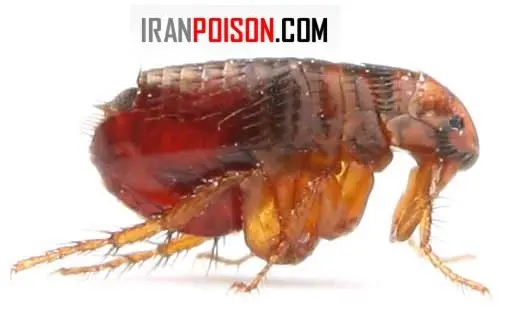 دفع کک از خانه سگ