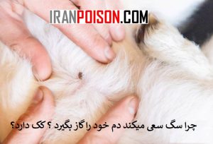 چرا سگ سعی میکند دم خود را گاز بگیرد ؟ کک دارد؟