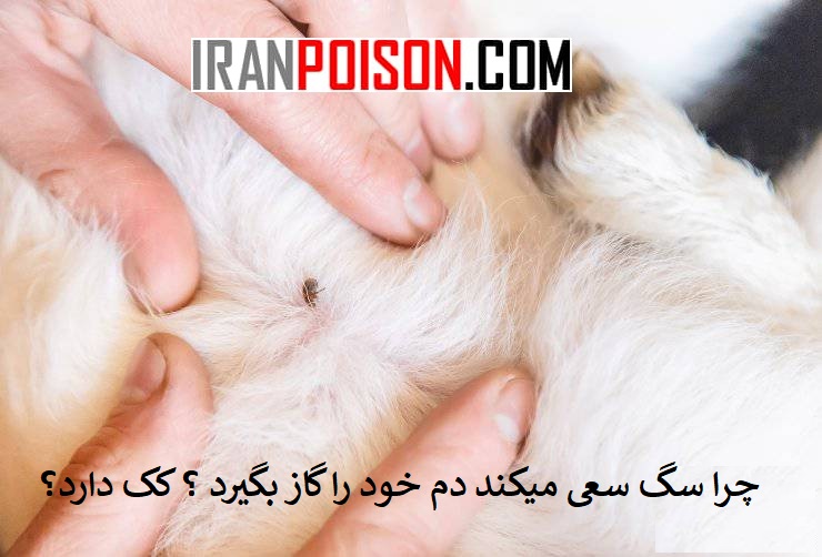 چرا سگ سعی میکند دم خود را گاز بگیرد ؟ کک دارد؟