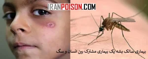 بیماری سالک پشه یک بیماری مشترک بین انسان و سگ