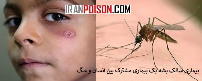 بیماری سالک پشه یک بیماری مشترک بین انسان و سگ