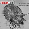 نابودی حشره گال با سم عالی مکس فورس|