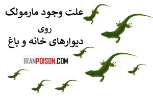 علت وجود مارمولک روی دیوارهای خانه و باغ