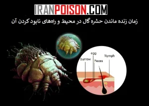 زمان زنده ماندن حشره گال در محیط و راههای نابود کردن آن