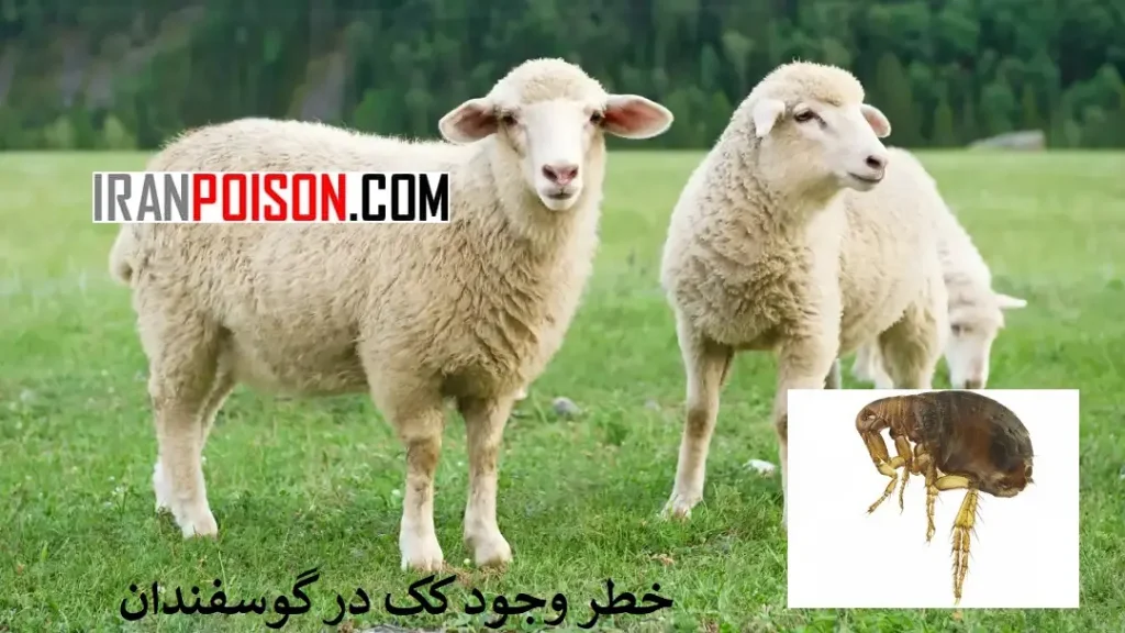 خطر کک برای انسان- ایران سم