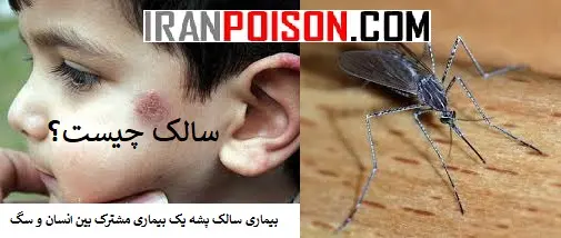 راههای انتقال بیماری سالک پشه- ایران سم