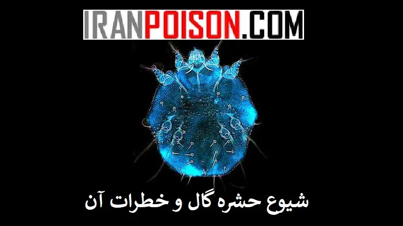 بررسی شیوع حشره گال و عوامل خطر و الگوی انتقال در جوامع متخلف