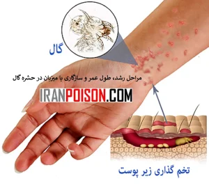 مراحل رشد، طول عمر و سازگاری با میزبان در حشره گال