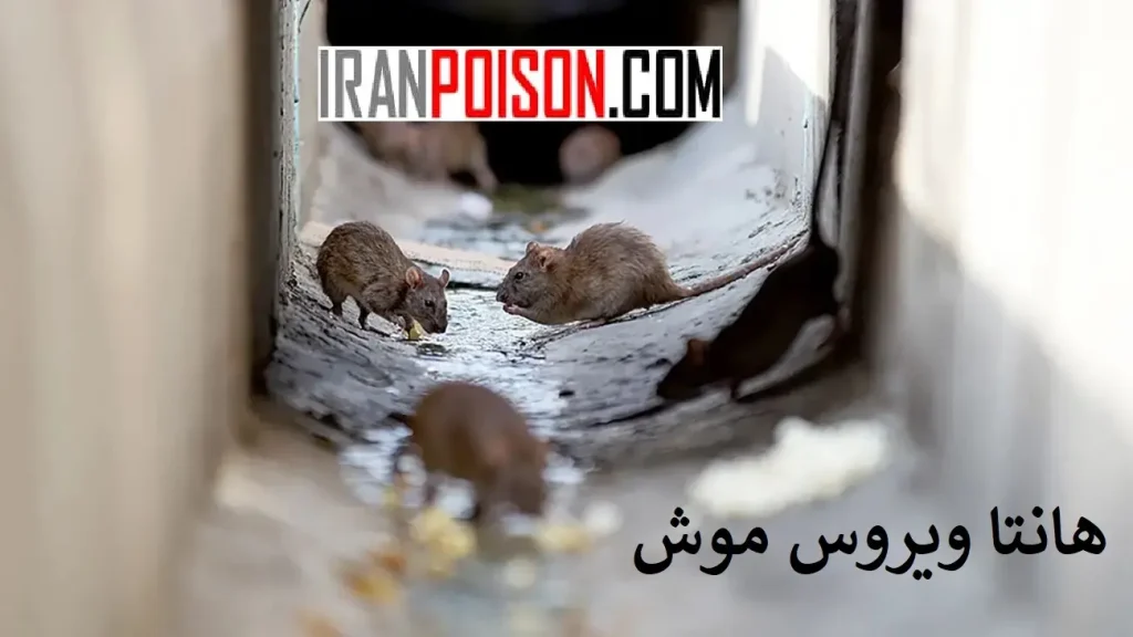 خشکسالی و نزدیک شدن موش‌ها به انسان- ایران سم