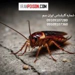 ریشه کنی سوسک فاضلابی در 3 سوت! معرفی 3 سم فوق العاده قوی