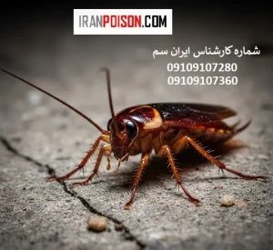 ریشه کنی سوسک فاضلابی در 3 سوت! معرفی 3 سم فوق العاده قوی