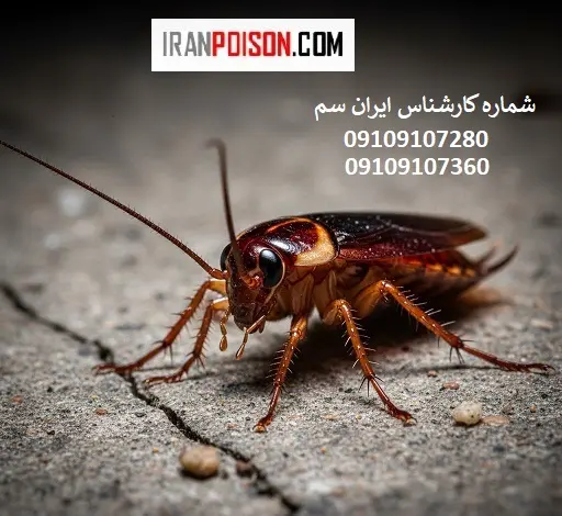 ریشه کنی سوسک فاضلابی در 3 سوت! معرفی 3 سم فوق العاده قوی