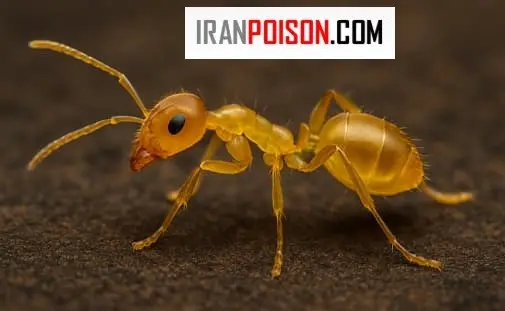 غذای مورچه ها- ایران سم