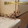 بهترین سم سوسک آکواپای