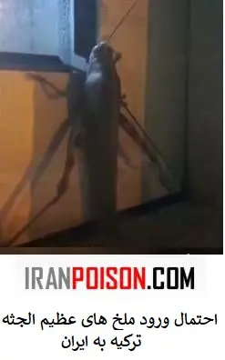 ملخ غولپیکر ۲۵ سانتیمتری در دیاربکر ترکیه.