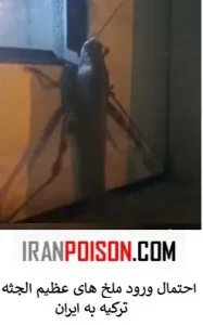 ملخ غولپیکر ۲۵ سانتیمتری در دیاربکر ترکیه