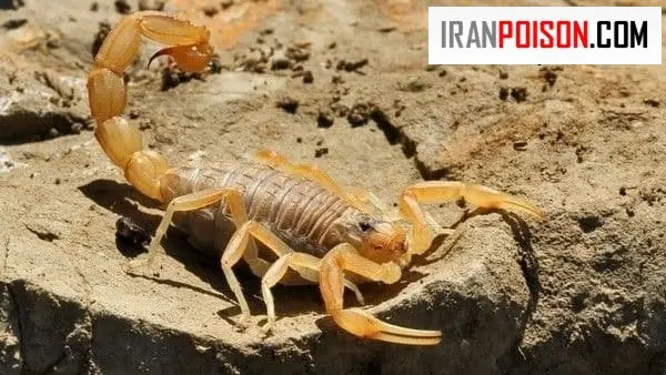 مقابله با عقرب در مواقع کمپ