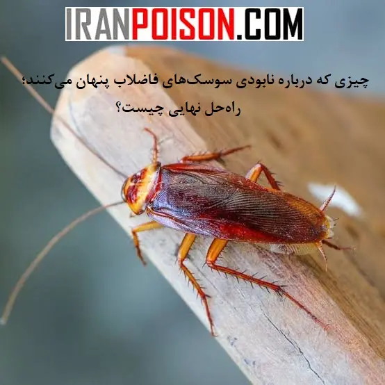 بی بو بودن سم سوسک