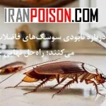 چیزی که درباره نابودی سوسک‌های فاضلاب پنهان می‌کنند؛ راه‌حل نهایی چیست؟