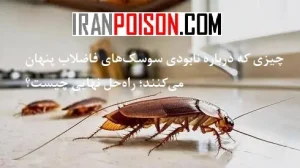 چیزی که درباره نابودی سوسک‌های فاضلاب پنهان می‌کنند؛ راه‌حل نهایی چیست؟