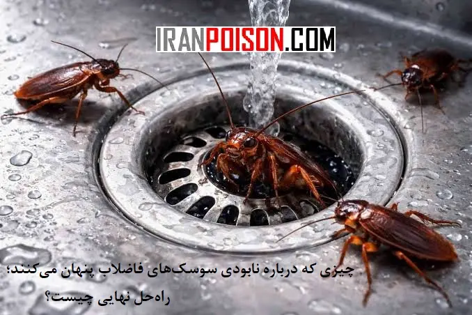راهحل نهایی برای نابودی سوسک ها چیست؟