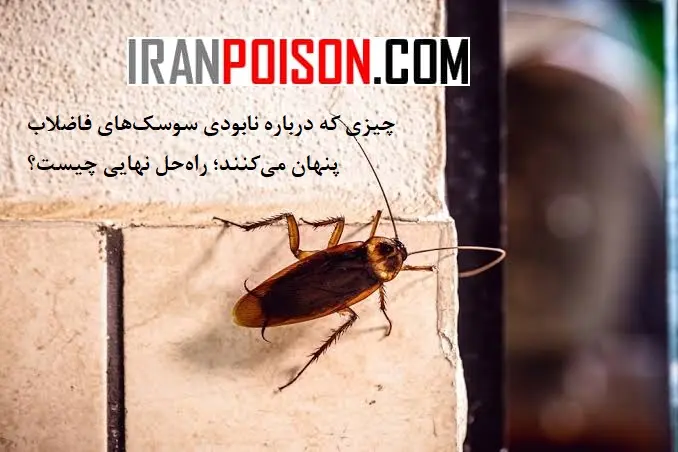 آشنایی با سوسککش ریونج؛ انتقام سخت از سوسک های سختجانها