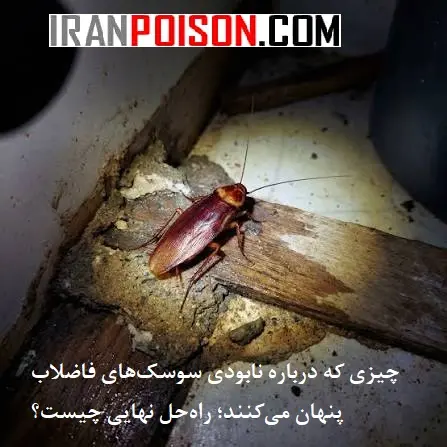 ماندگاری سم سوسک