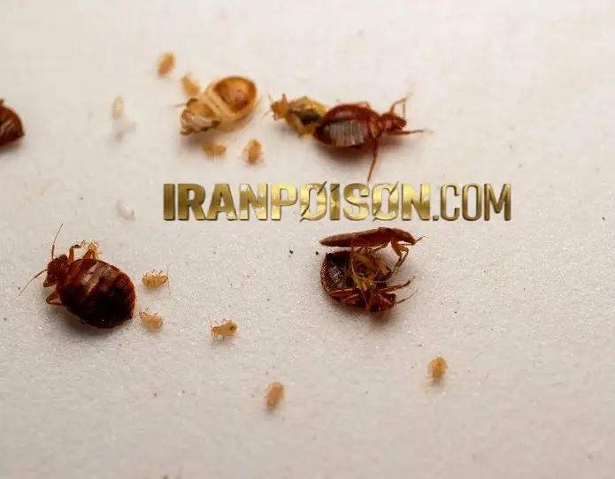 بهترین سم ساس