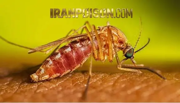 پشه