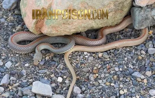 مار در حیاط خانه روستایی