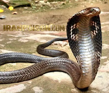 سم اسنک ای وی بهترین سم مار