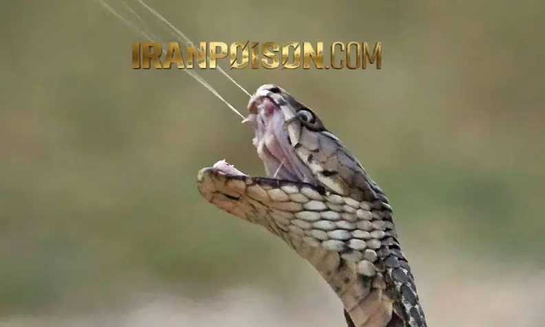خطرات وجود مار